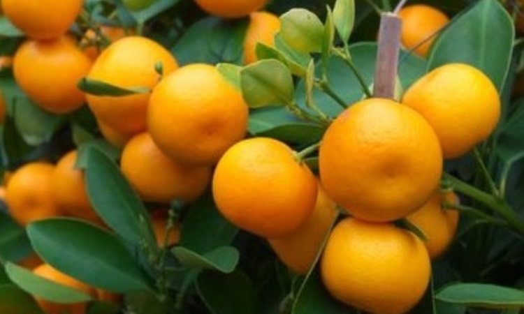 kandungan nutrisi buah jeruk jepara